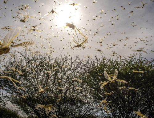 Desert Locust